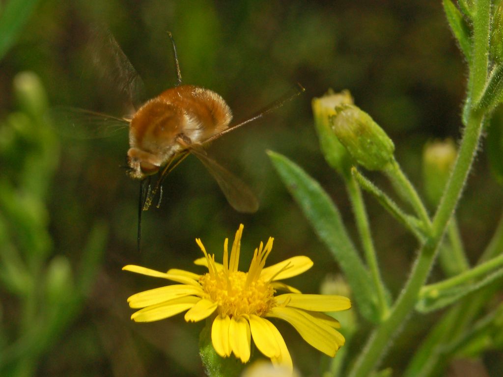 Galleria di insetti in volo